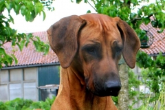 image00012